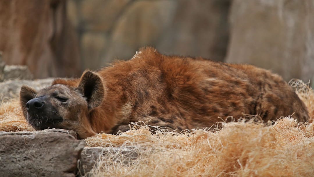 Scruffy, a male hyena, naps at the Milwaukee County Zoo on Thursday, April 8, 2021.

Mjs Zoobreeds 8