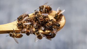 Malaysia Bee Farm Group Raises Awareness Of Bee Decline