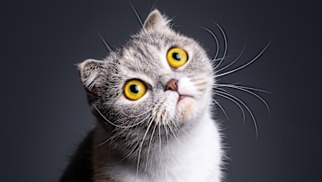 A Scottish Fold.