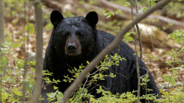 Black Bear in the Wilderness