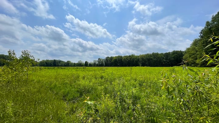 A meadow at Oak Openings park