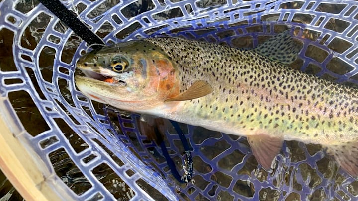 Cheap trout fishing tips 2025