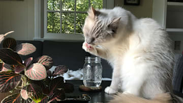 Their paws may come for your water, too.