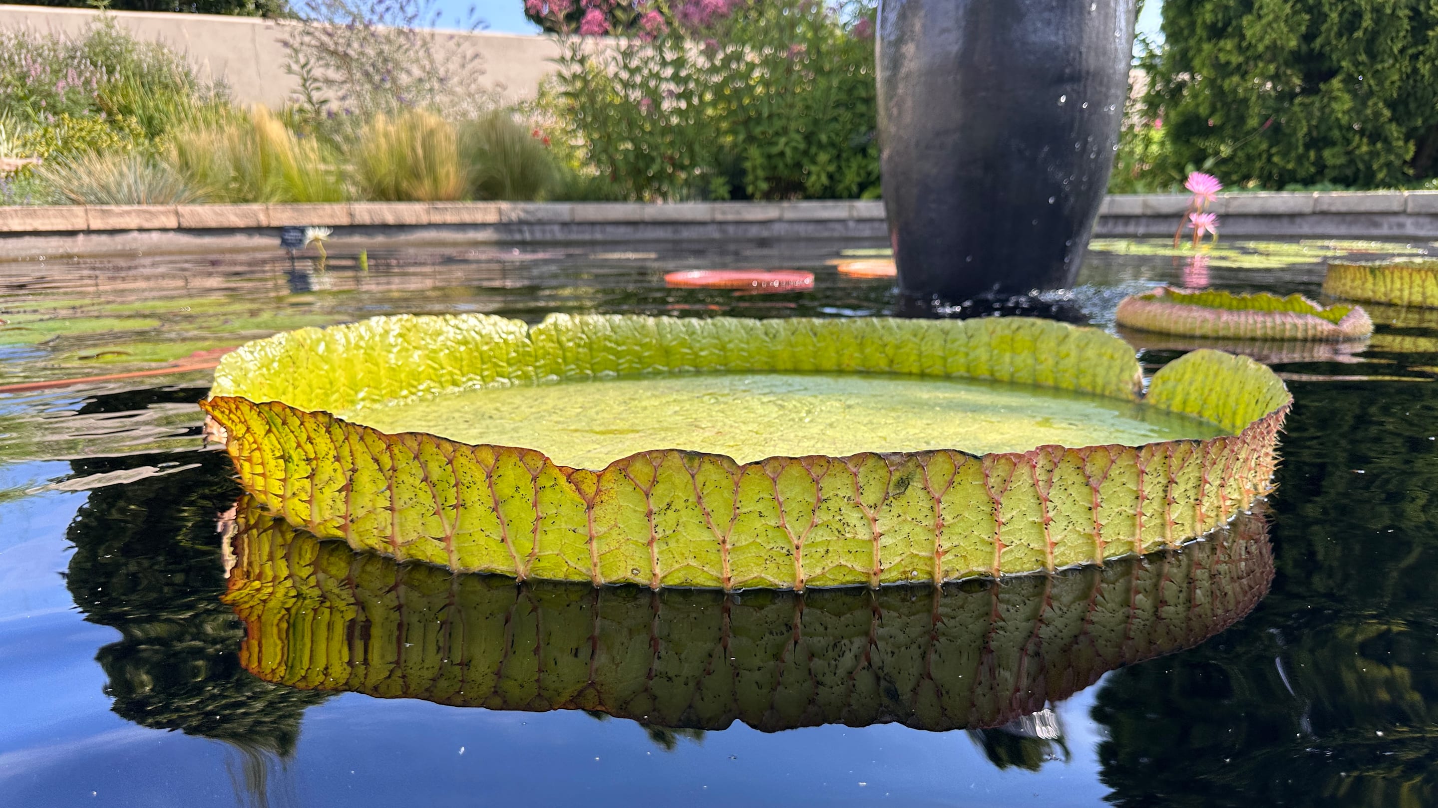 See How Much Weight the Winner of This Year’s Giant Waterlily Weigh-Off Can Hold Before Sinking
