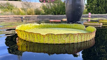 Courtesy of and © Denver Botanic Gardens