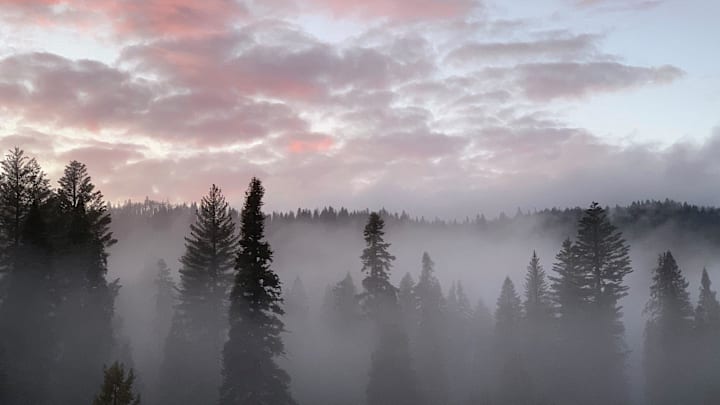 Fog surrounds trees at Yosemite National Park.