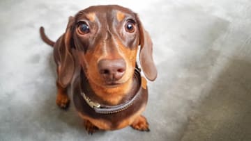 What a big event for a tiny dog.