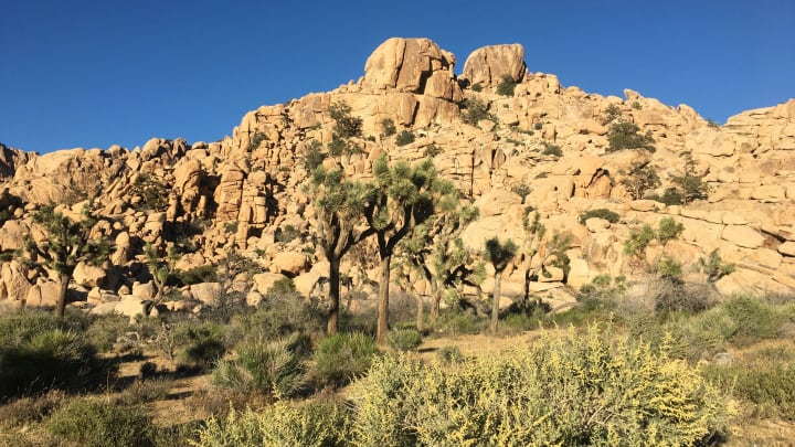 Joshua Tree National Park is famous for its Joshua trees and rocks.