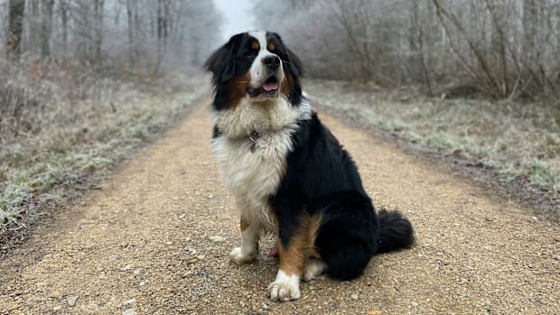 A Bernese Mountain Dog sitting on a trail.