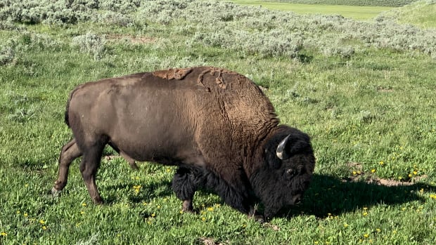 A buffalo eating green grass.