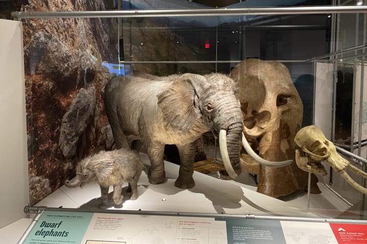 Life-sized models of adult dwarf elephant and calf.