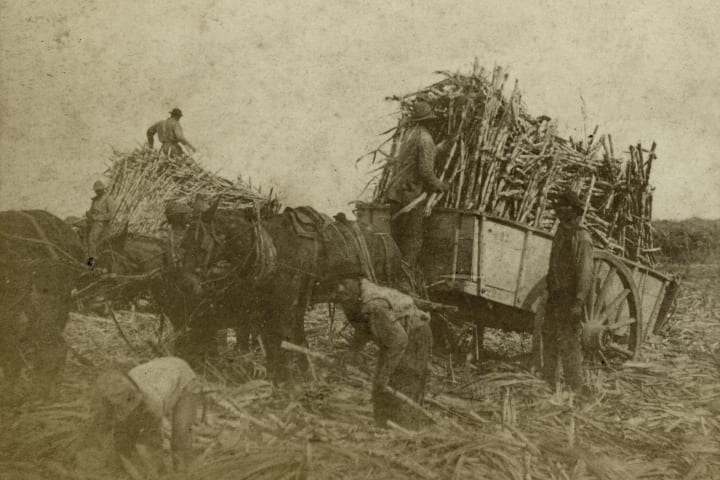 Loading cane, sugar plantation, Louisiana, USA.Artist: Underwood & Underwood