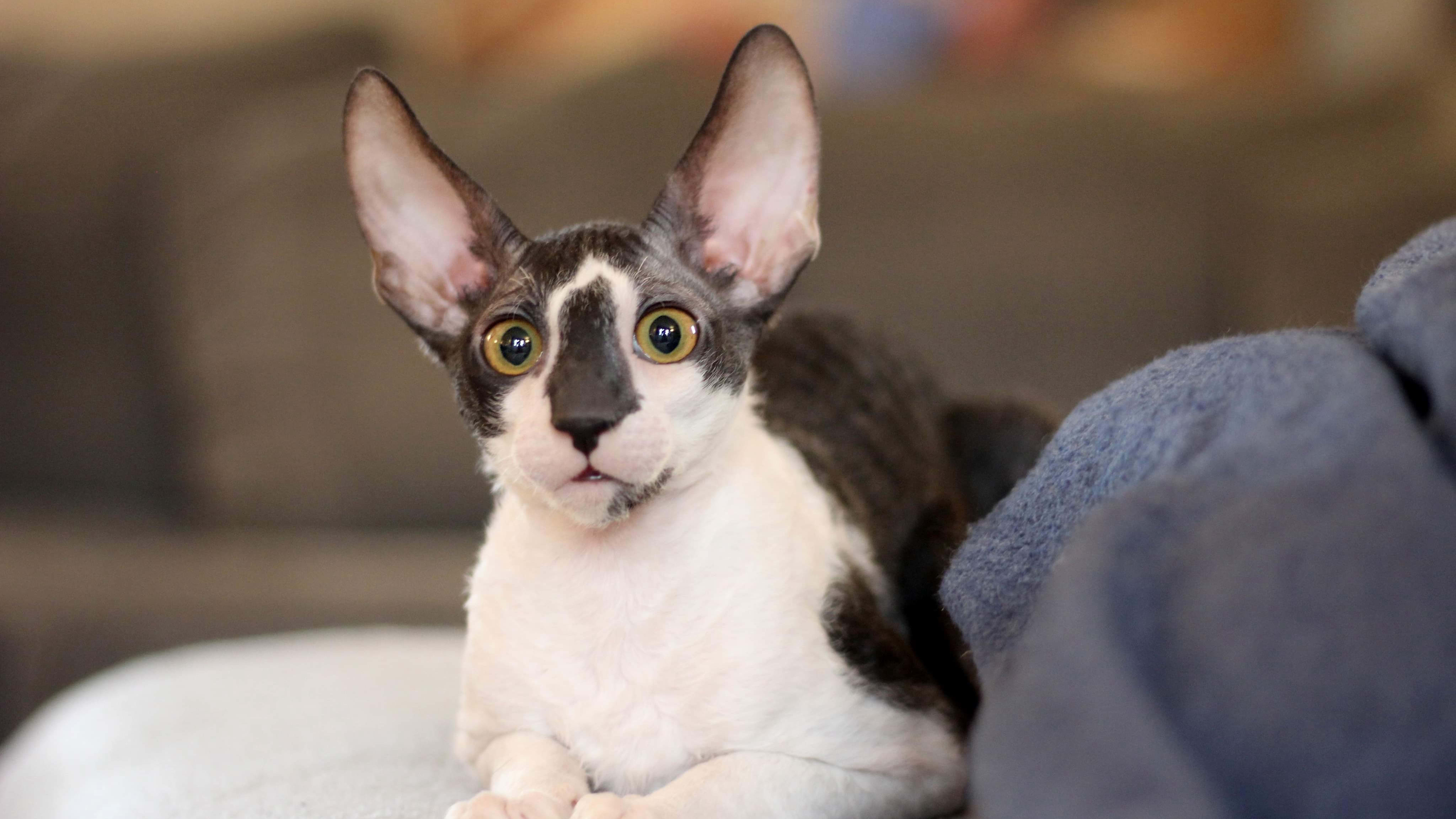8 Facts About Cornish Rex Cats
