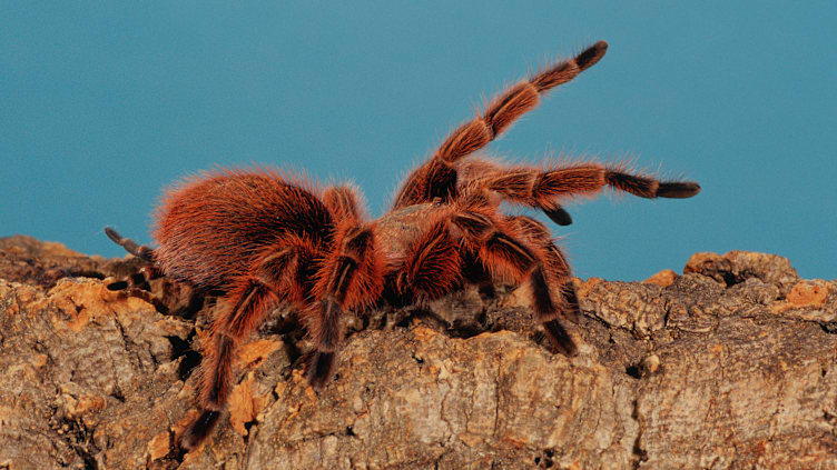 These creepy crawlers must defend themselves from many predators, such as lizards, snakes, and birds.