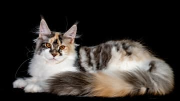 GCCF Merseyside Cat Show