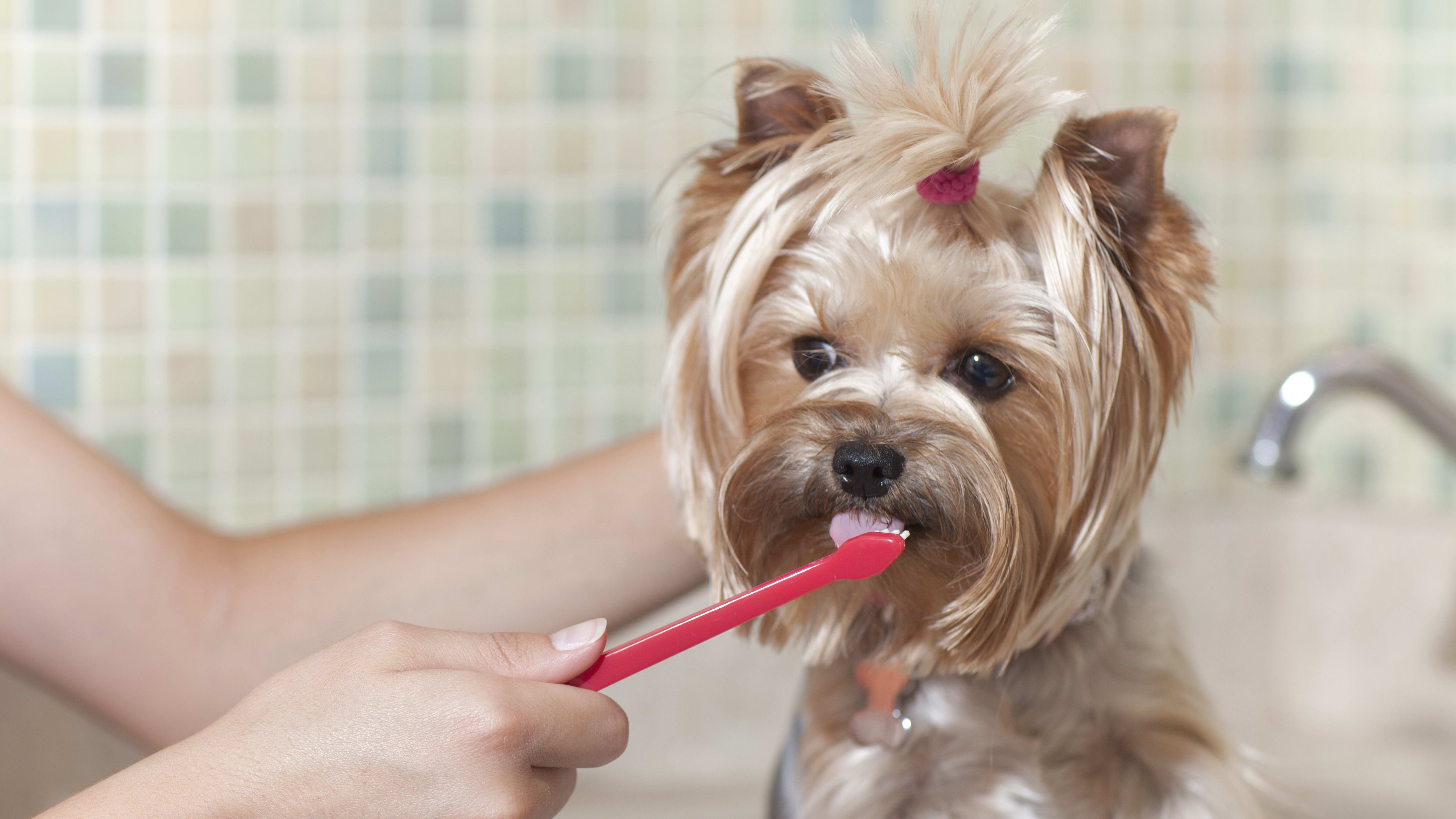 Can i brush my dog's teeth with normal toothpaste shop