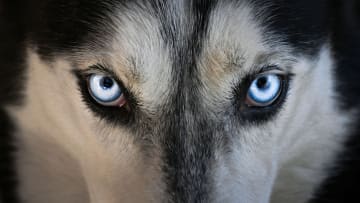 Huskies are known for their blue eyes.