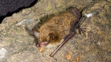 A long-eared myotis bat.