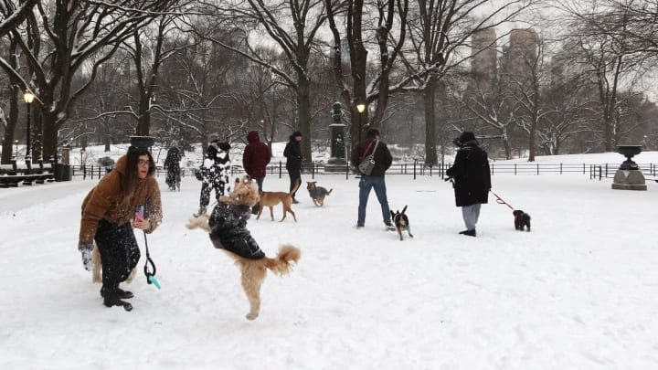 Snow in New York City