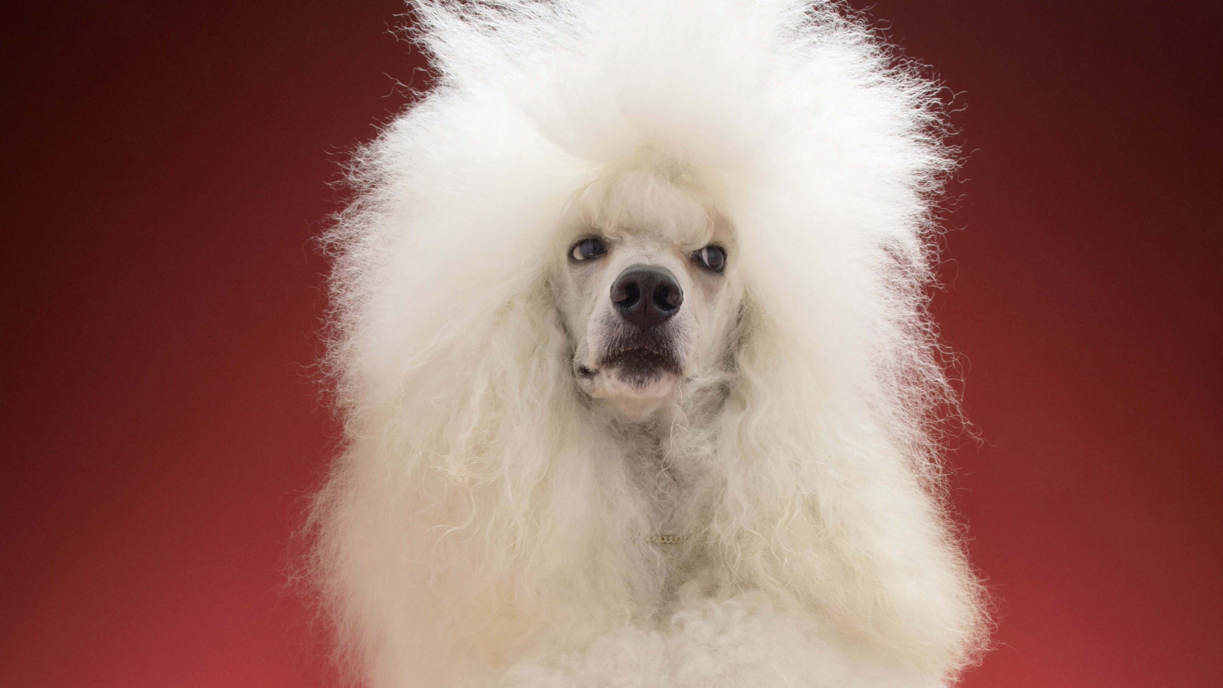 10 Facts About Poodles