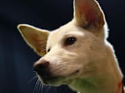 Sydney Dog Lovers Show