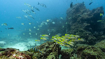 TOPSHOT-ECUADOR-ENVIRONMENT-GALAPAGOS-FISHING-OCEANS