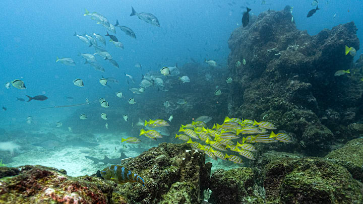 TOPSHOT-ECUADOR-ENVIRONMENT-GALAPAGOS-FISHING-OCEANS