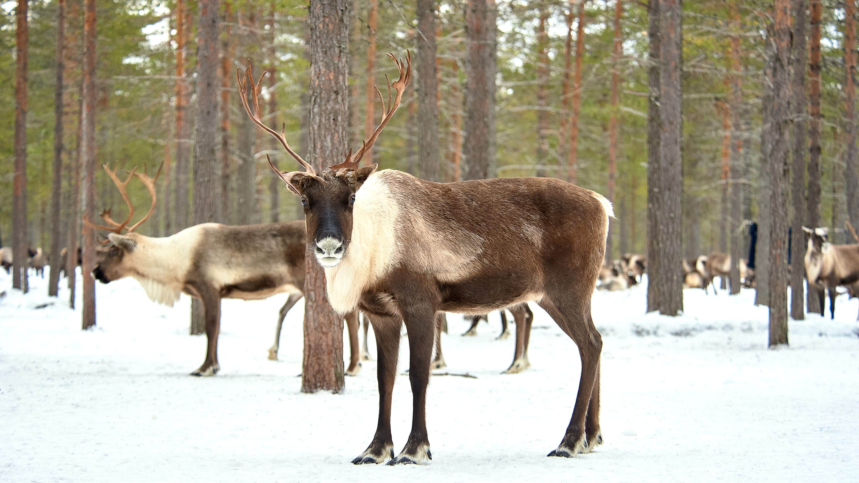 11 Things You Might Not Know About Reindeer
