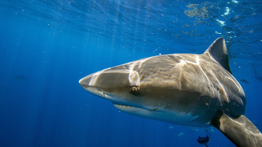 Diving with sharks in Florida