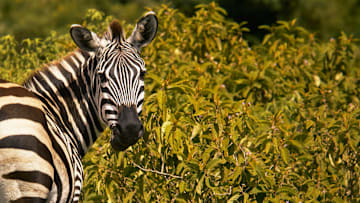 Tanzania's Arusha National Park offers unique wildlife for visitors