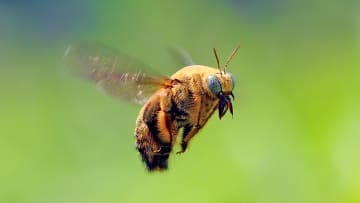 Bees have given us lots of idioms.