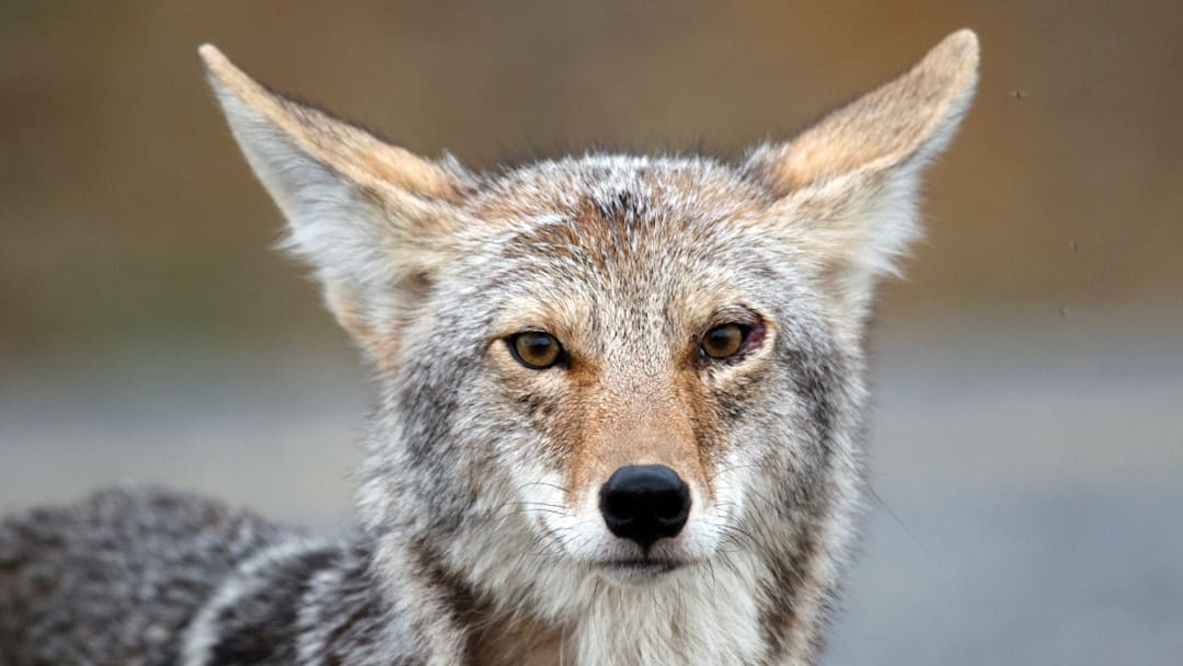 A coyote spotted in Alaska. A coyote spotted in Alaska.