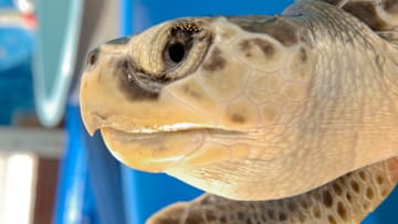Sea Turtle