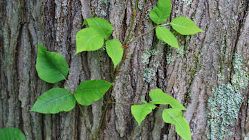 Say goodbye to this poison ivy.
