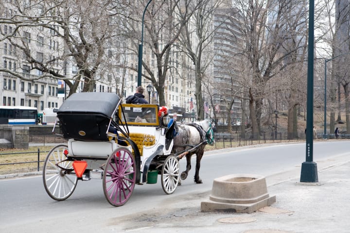 A carriage horse walking by a trough in Central Park.