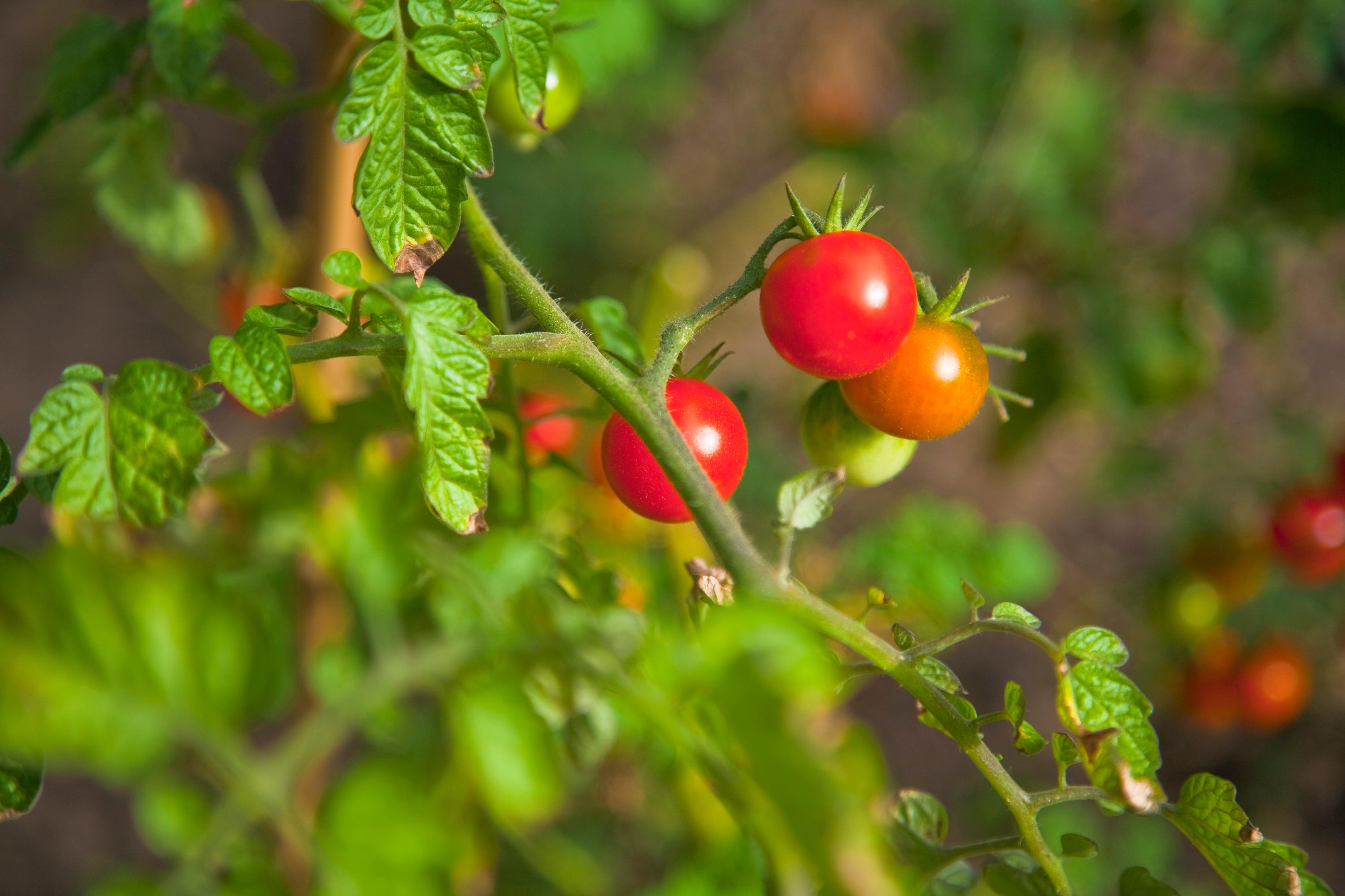 10 Easy-to-Grow Plants for First-Time Gardeners