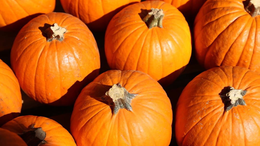 Mr. Jack O'Lanterns Pumpkin Patches