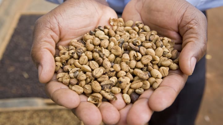 Uganda - Fair trade coffee - Coffee seeds for planting Uganda - Fair trade coffee - Coffee seeds for planting