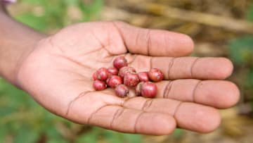 Uganda - Fair trade coffee - Freshly picked coffee beans