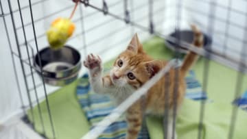 Fancy Felines Prep For Annual Cat Show At Madison Square Gardens