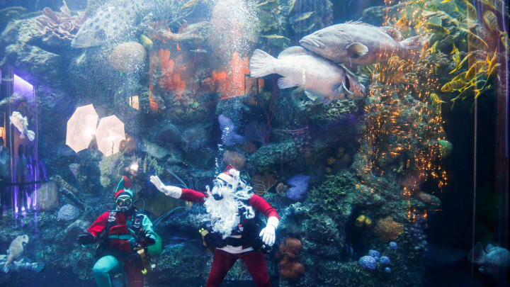 Scuba Claus and his elf Peppermint scuba dive with the fishes at the bottom of the Great Barrier Reef tank at Wonders of Wildlife on Sunday, Nov. 29, 2020.

Tscuba Santa00434