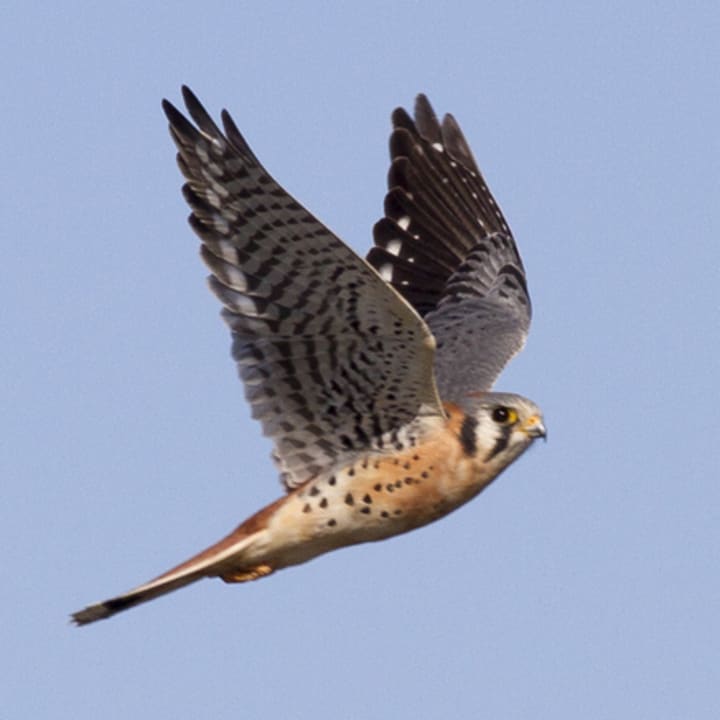 An American kestrel in flight