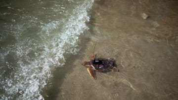 A loggerhead sea turtle (Caretta caretta) carrying a...