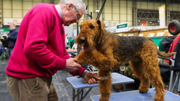 Crufts 2022 - Day Two