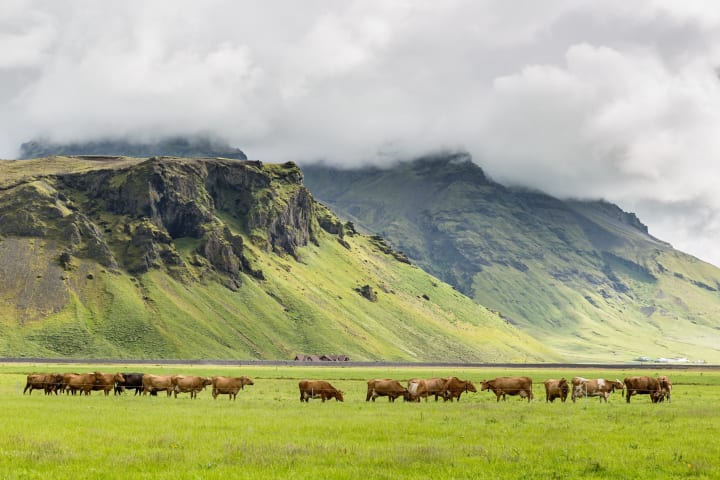 photo of cows grazing beneath a volcano in Iceland