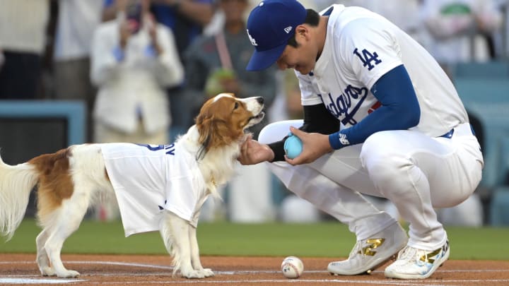 Aug 28, 2024: Decoy, the dog of Los Angeles Dodgers designated hitter Shohei Ohtani, delivering the first pitch.