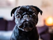 GERMANY-ANIMAL-OFFBEAT