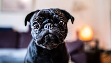 GERMANY-ANIMAL-OFFBEAT