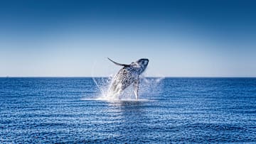 Humpback Whale Watching in Cabo San Lucas