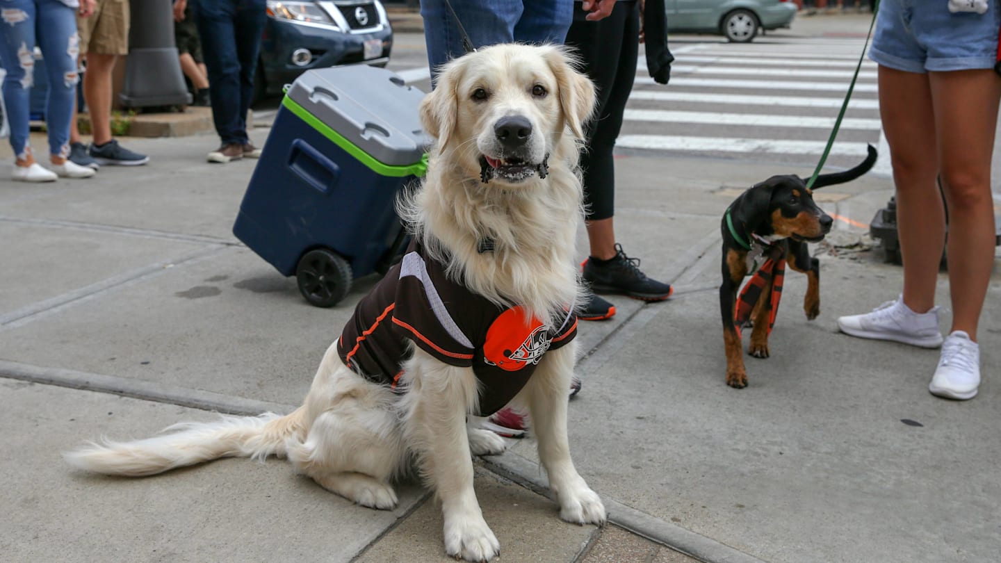 10 Best Sports Gifts For Dogs, Chosen By Dog Lovers
